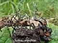 Xylaria carpophila-amf109-1